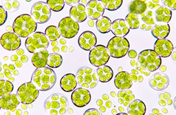 Algae Intrahorti Hydropure